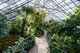 Allan Gardens