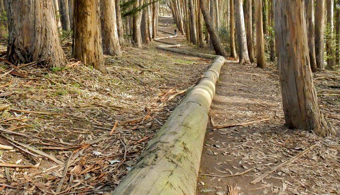 Andy Goldsworthy's Wood Line