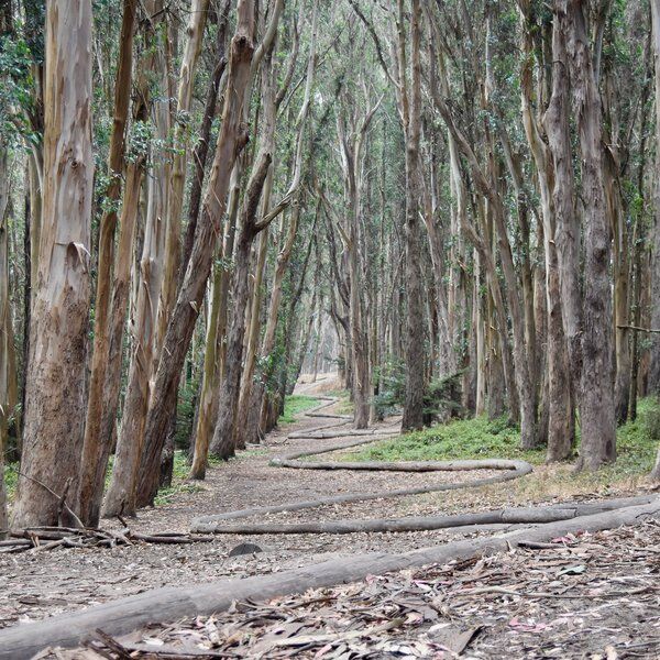 Andy Goldsworthy's Wood Line 6