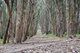 Andy Goldsworthy's Wood Line