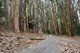 Andy Goldsworthy's Wood Line