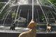 Berczy Park Dog Fountain