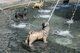 Berczy Park Dog Fountain