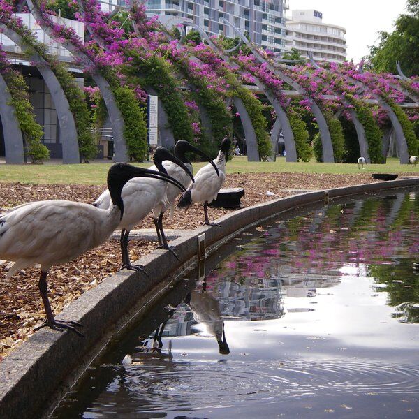 Bin Chicken Island 1