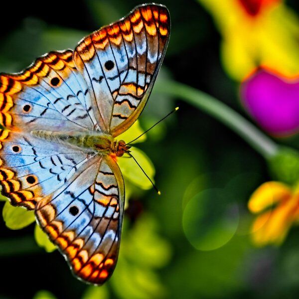 Butterfly Garden 6