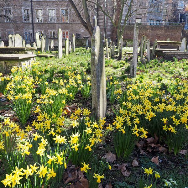 Daffodils-in-Bunhill-Fields-2