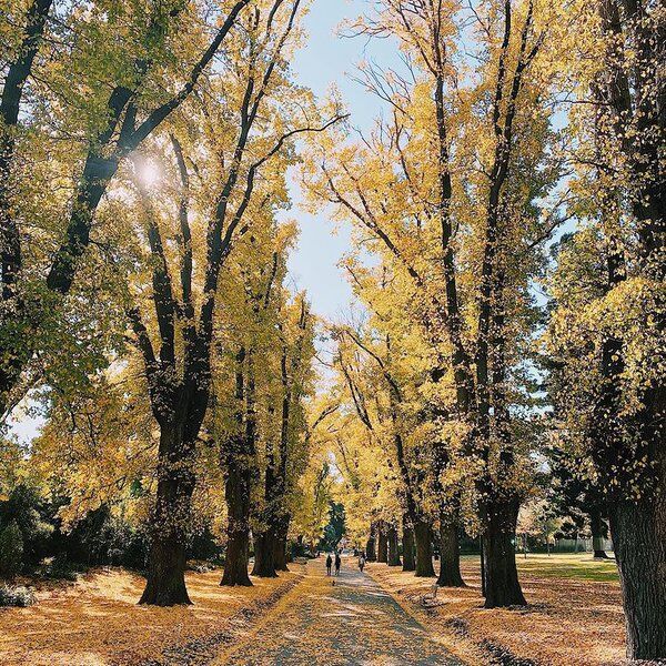 Fitzroy Gardens.jpg