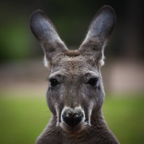 Healesville Sanctuary