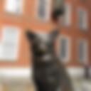 Hodge-the-cat-London_01