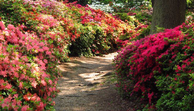 Isabella Plantation