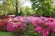 Isabella Plantation