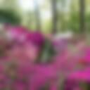 Isabella Plantation 6