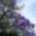 Jacaranda_tree