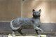 Matthew Flinders Cat