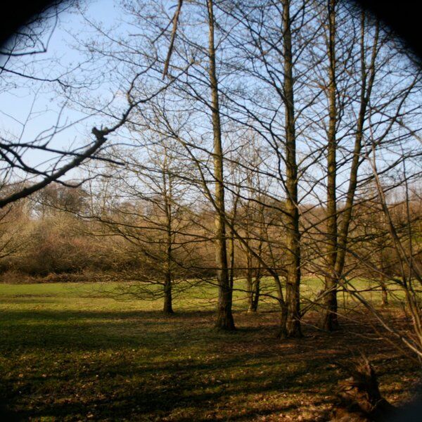 Moseley Bog 1
