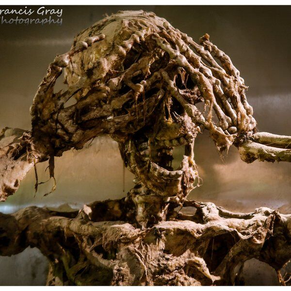 Museum of Curiosities