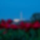 Netherlands Carillon 8