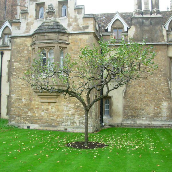 Newton's Apple Tree