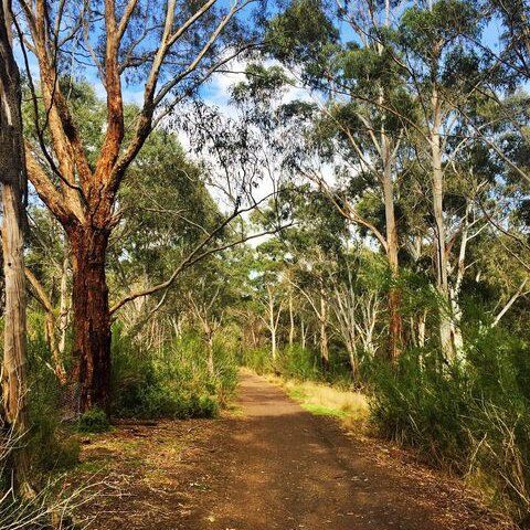 Organ Pipes Trees.jpg