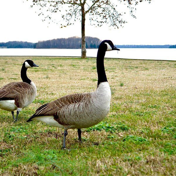 Percy Priest Lake 01