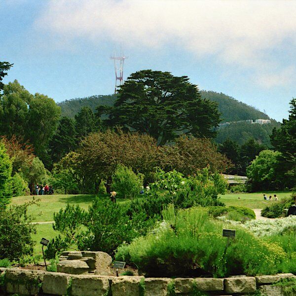 San Francisco Botanical Garden 3
