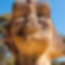 SphinxMemorial_KuRingGai