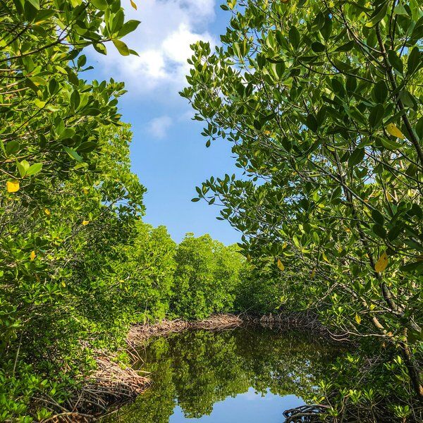 Sungei Buloh Wetlands Reserve 8