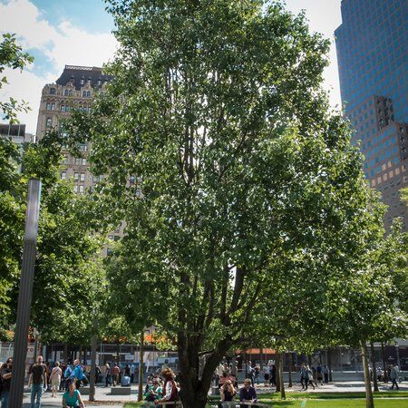 Survivor Tree - New York City, United States 