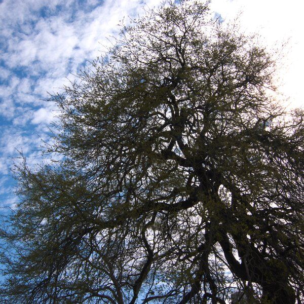 The_Treaty_Oak_Austin_02