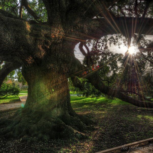 Treaty Oak 1