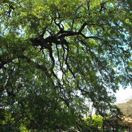 Treaty_Oak_Austin_03