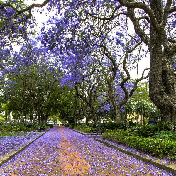 Wistaria Gardens 2
